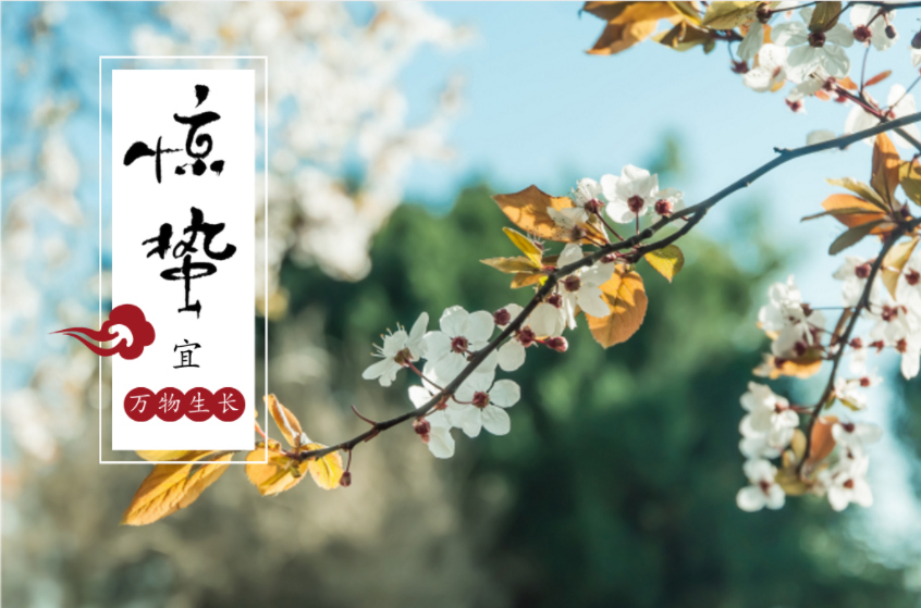 驚蜇到 ，桃始華，梨小如期而至